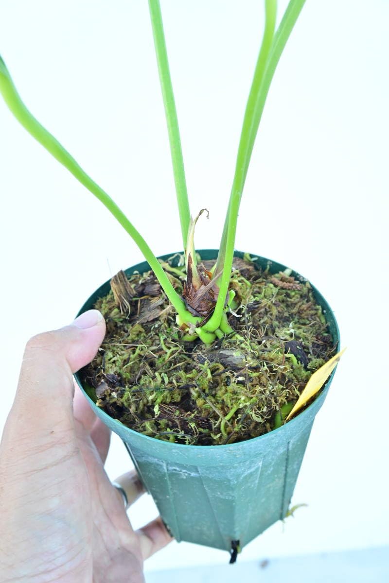 Amazon.co.jp: Anthurium 'Big Bill'① @bikamori.com